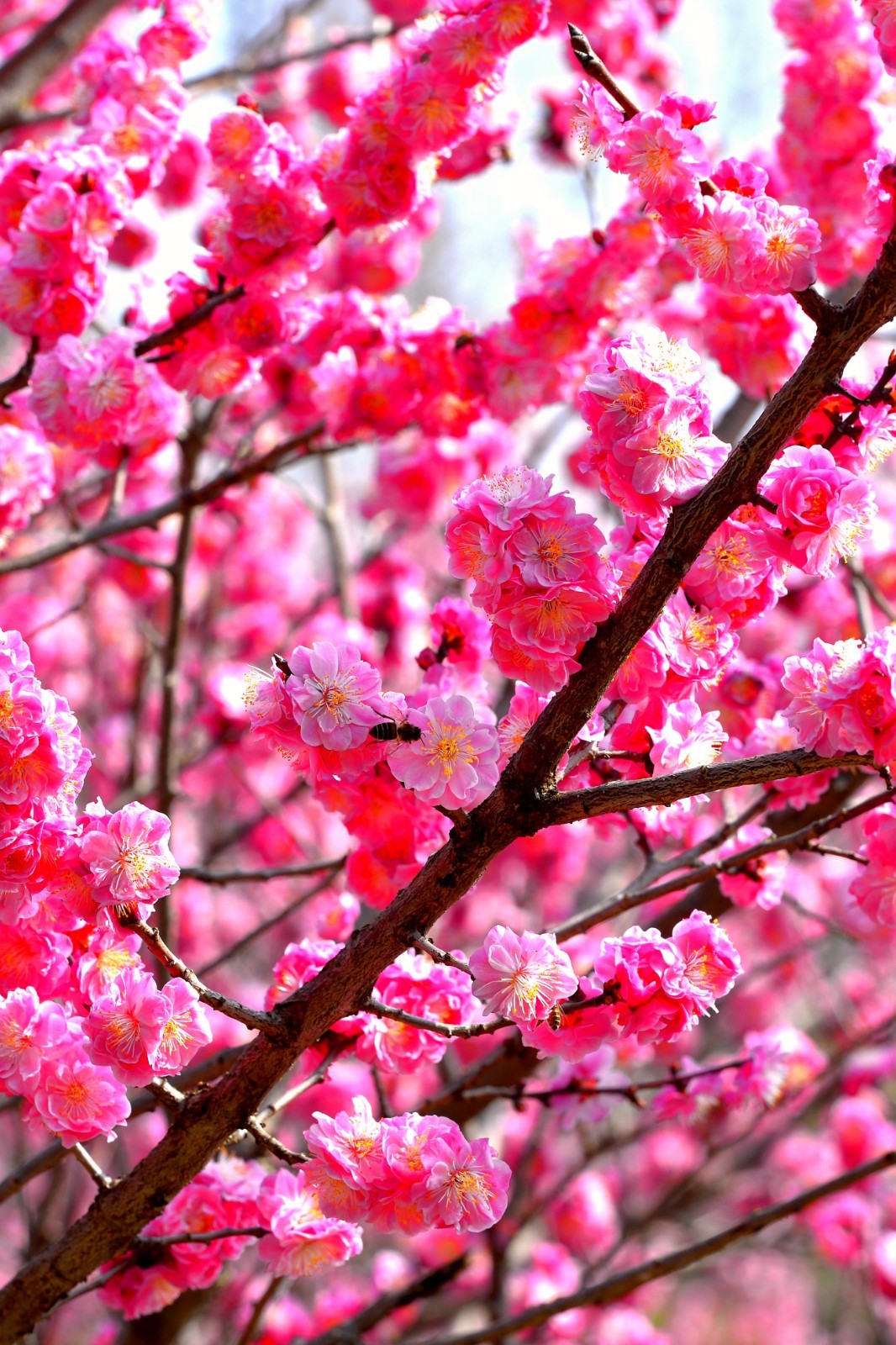 江南春天梅花先赏梅正当时