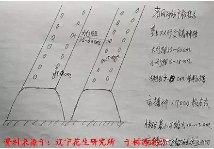 花生是起垄种植还是平地种植产量高呢你是怎么种呢