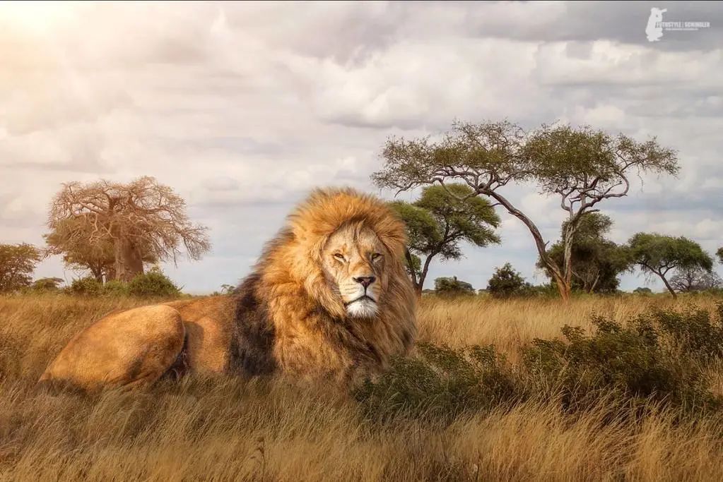 著名非洲五霸( bigfivegame )分别是指狮子,非洲象,非