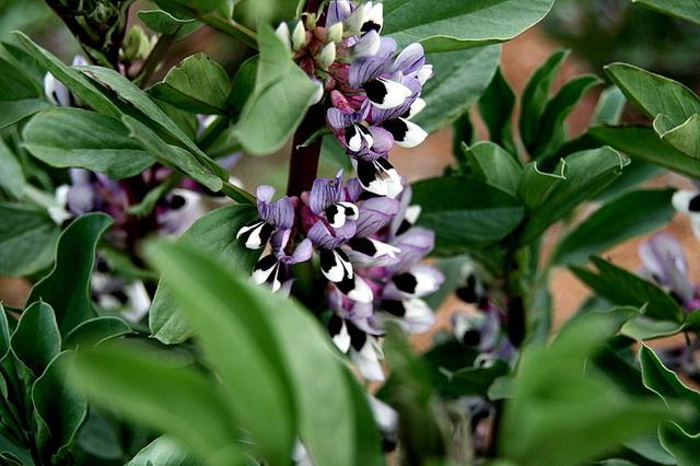 蠶豆花兒開