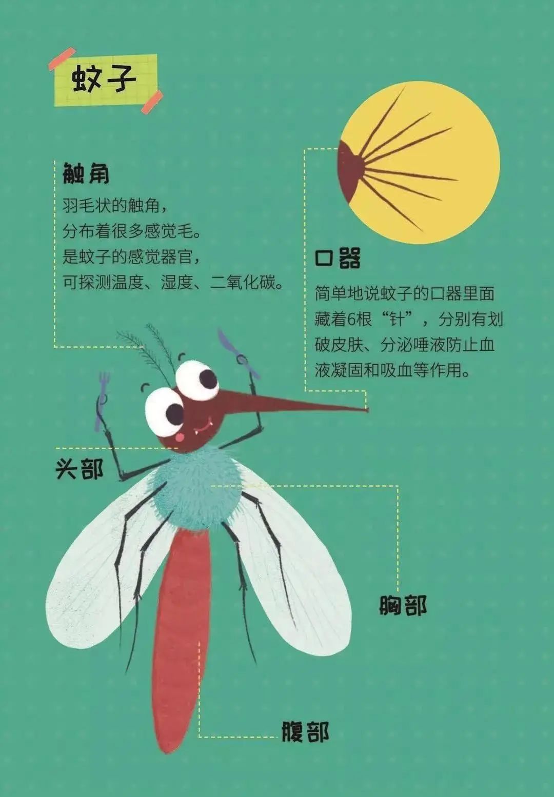 以蚊子为例,绘本介绍了蚊子口器中暗含着"6根不同用途的针"这个冷知识