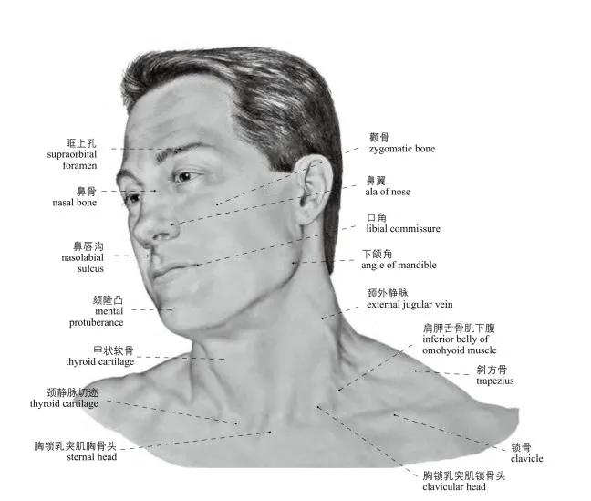 人体头部结构图及名称图片