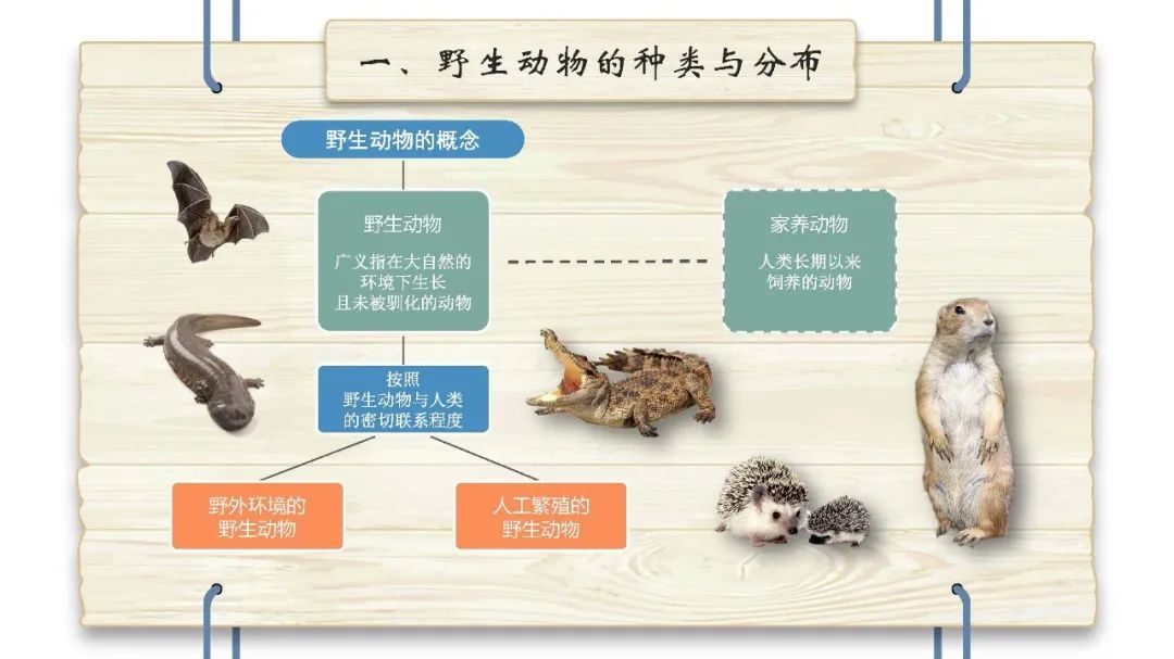 科普野生动物疫源疫病防控知识手册