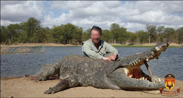 非洲莫桑比克尼罗鳄与河马狩猎