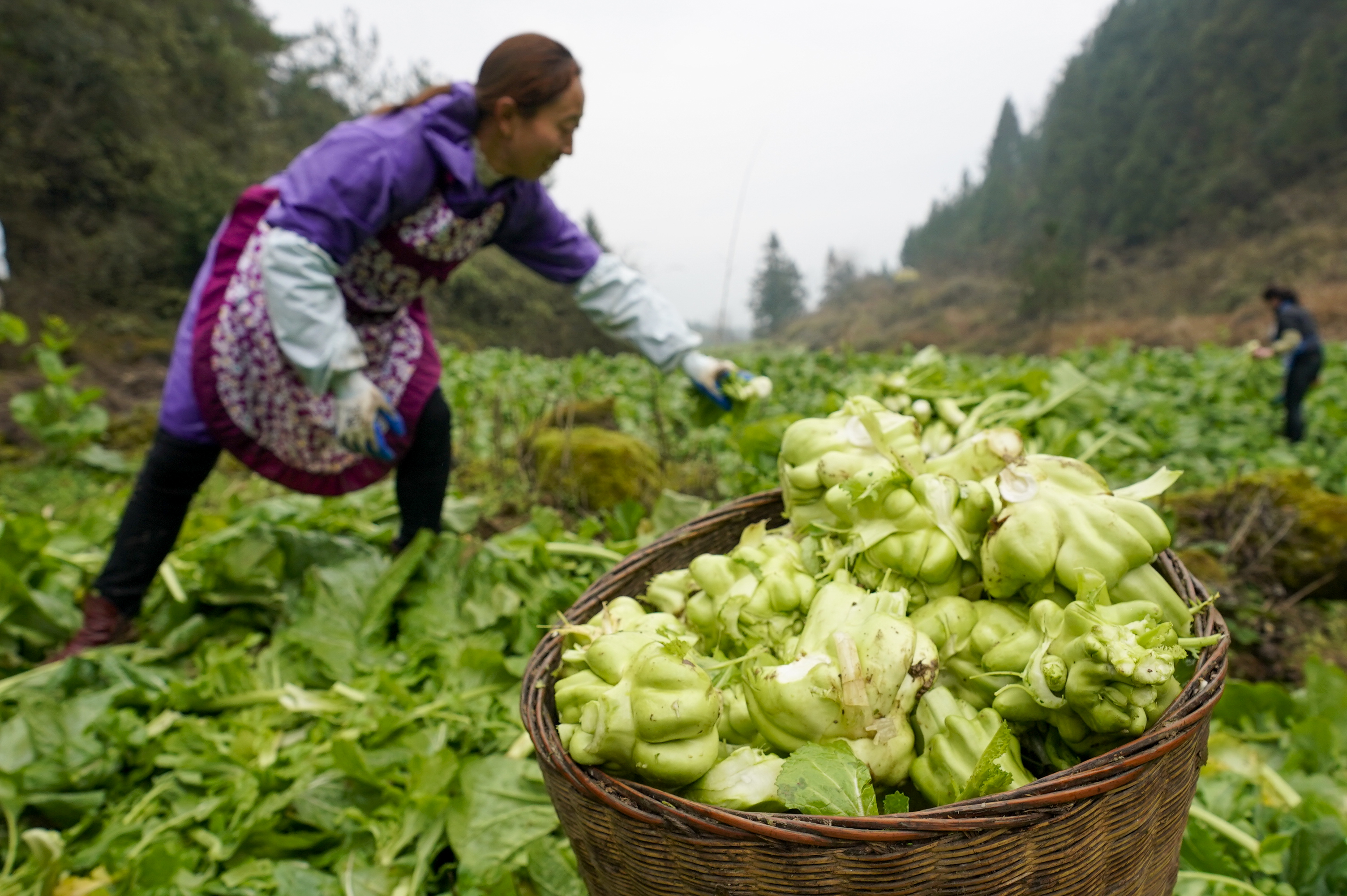 重庆酉阳青菜头助农增收