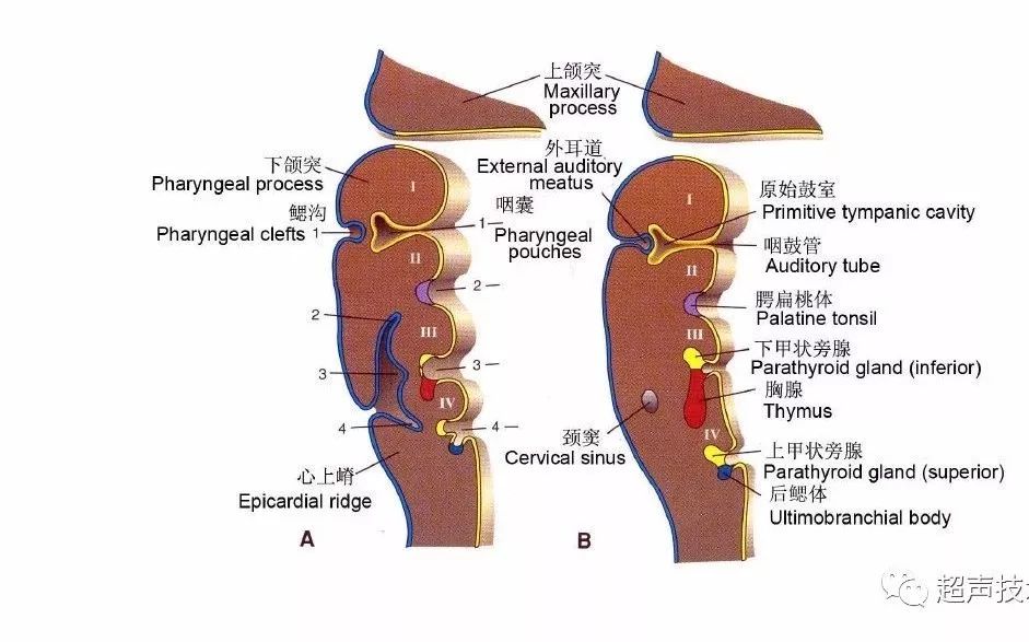 浅表超声鳃裂畸形鳃裂囊肿鳃裂瘘的超声诊断