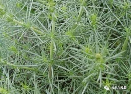 乾地花木麦黄草香丝草野菊花风轮草和猪毛缨