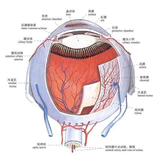 图1-26 眼球壁结构模式图diagram of the wall of the eyeball图1-27