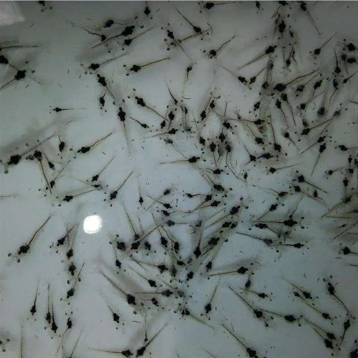 方法:从育苗场拿回来的虾苗先滤去育苗水,再将池水和虾苗放入试苗盆中