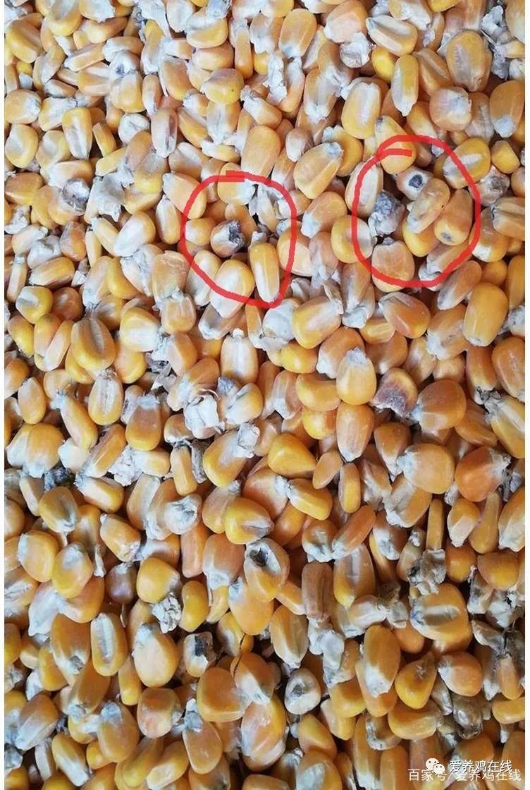 玉米碴子发霉辨别图片