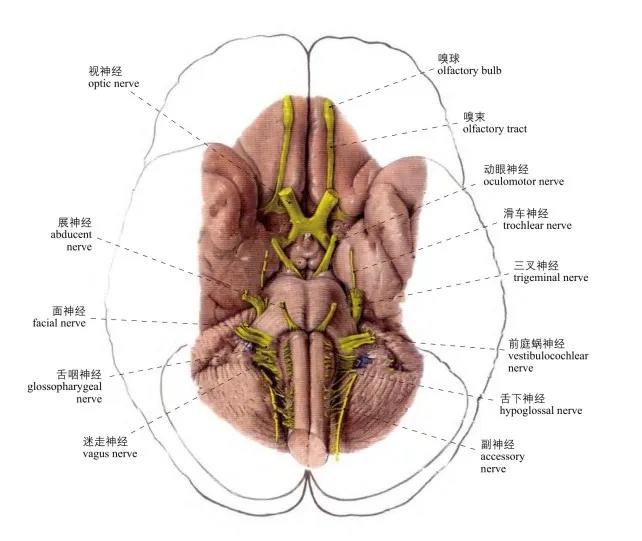 头部局部解剖学图谱_the