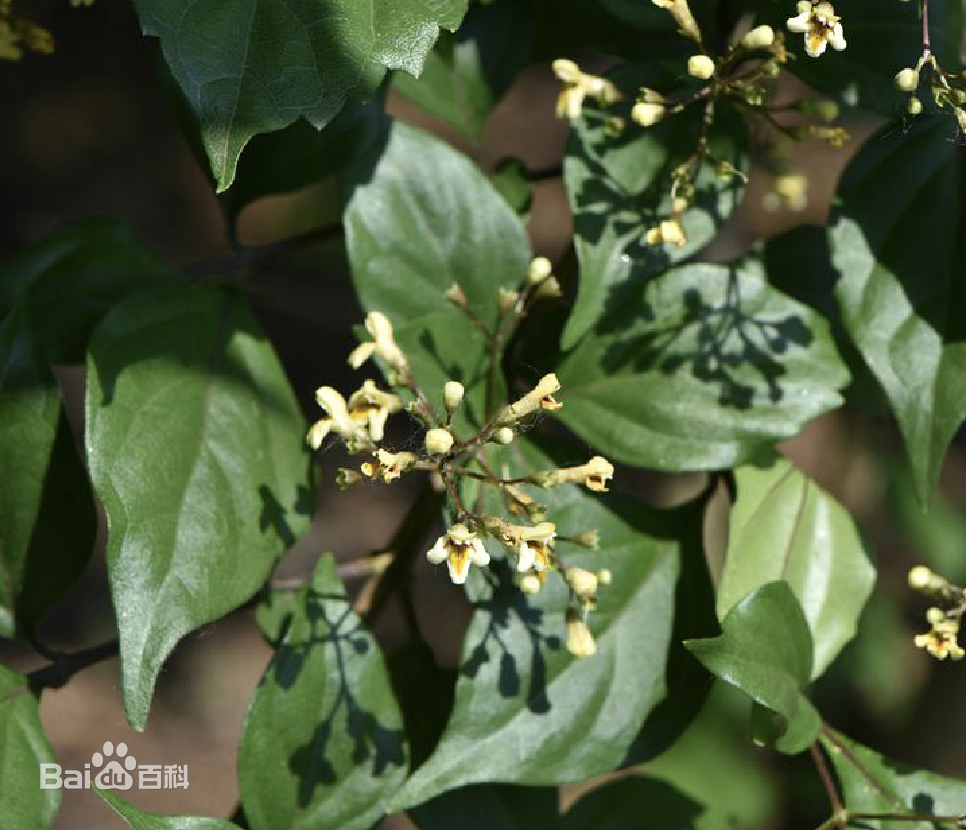 食品染色植物_杨桐
