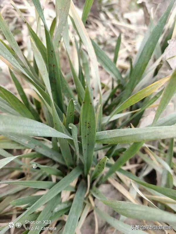 需要及時根據天氣噴施300ml豐洽追保,來補充小麥的缺肥和缺素症狀