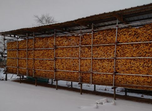 大型玉米棒储存仓图片图片