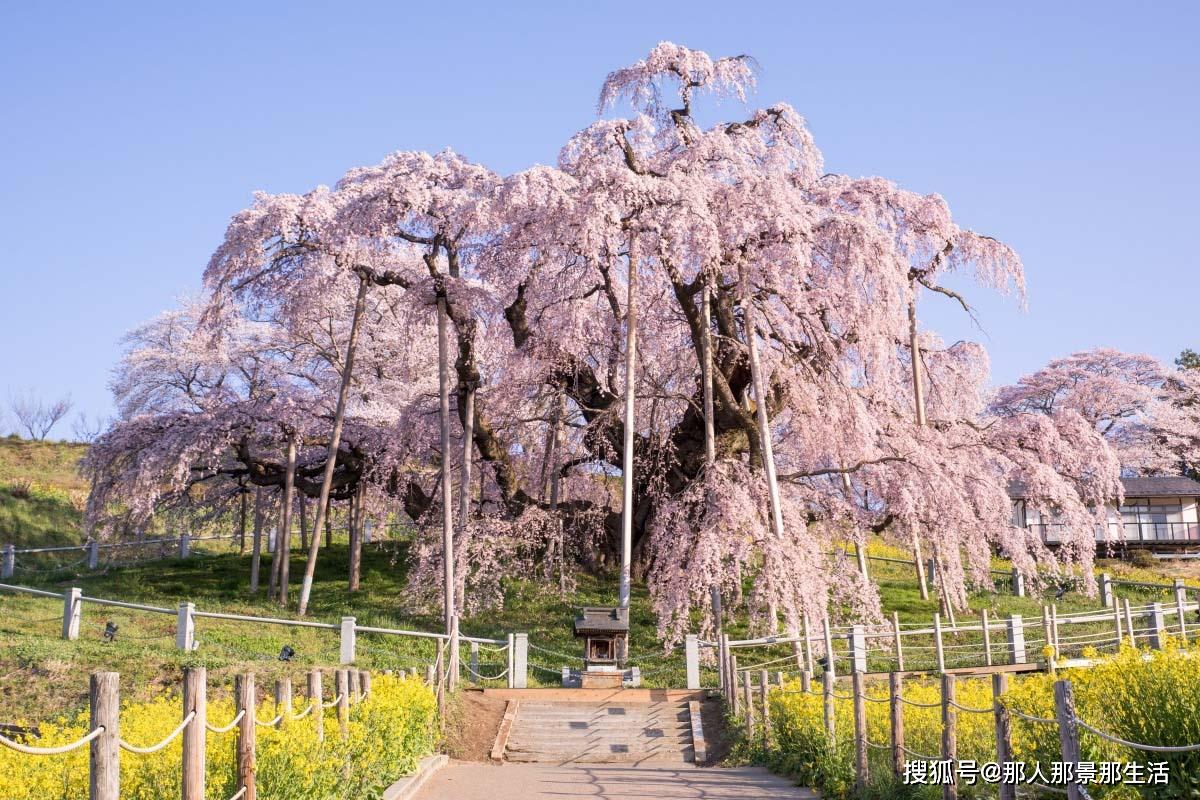 日本樱花树最古老图片