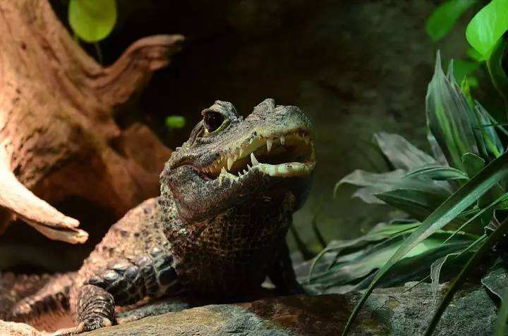鳄鱼界的武大郎世界上最小的鳄鱼非洲侏儒鳄