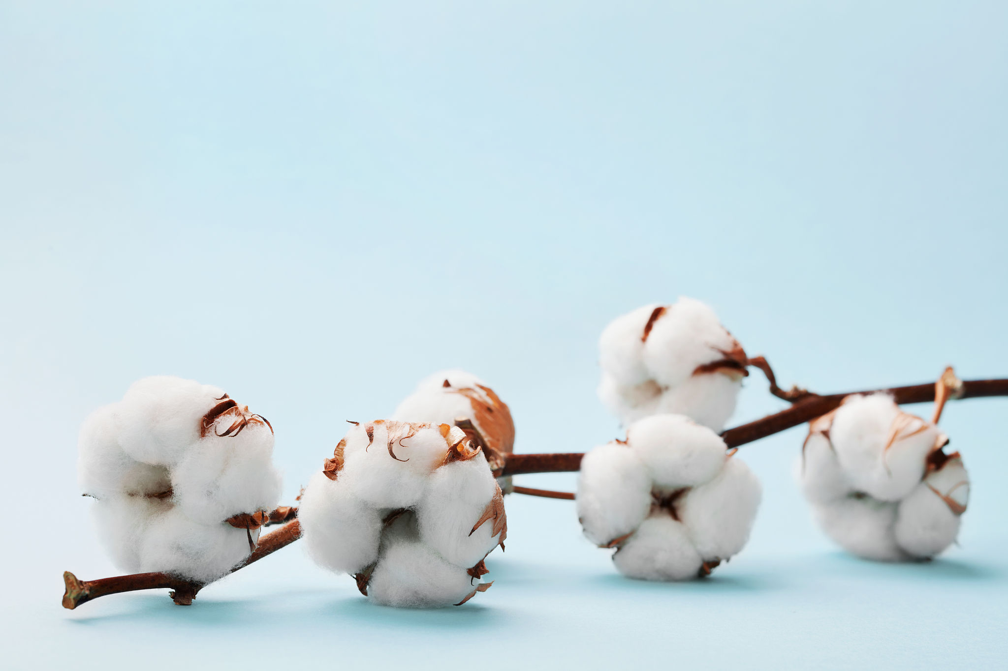 蝴蝶堂科普丨纺织物品的宠儿长绒棉