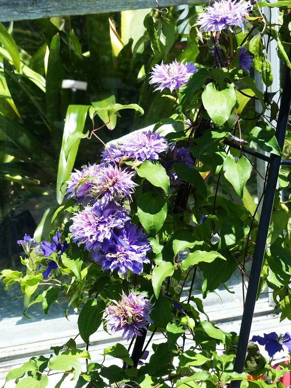 每日一花钻石铁线莲新枝条开花较密集