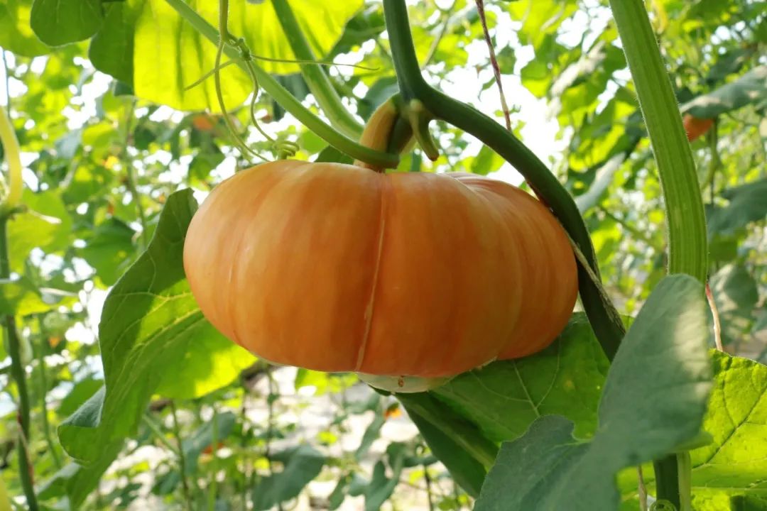 兰州新区的太空植物长势喜人5月就可采摘啦