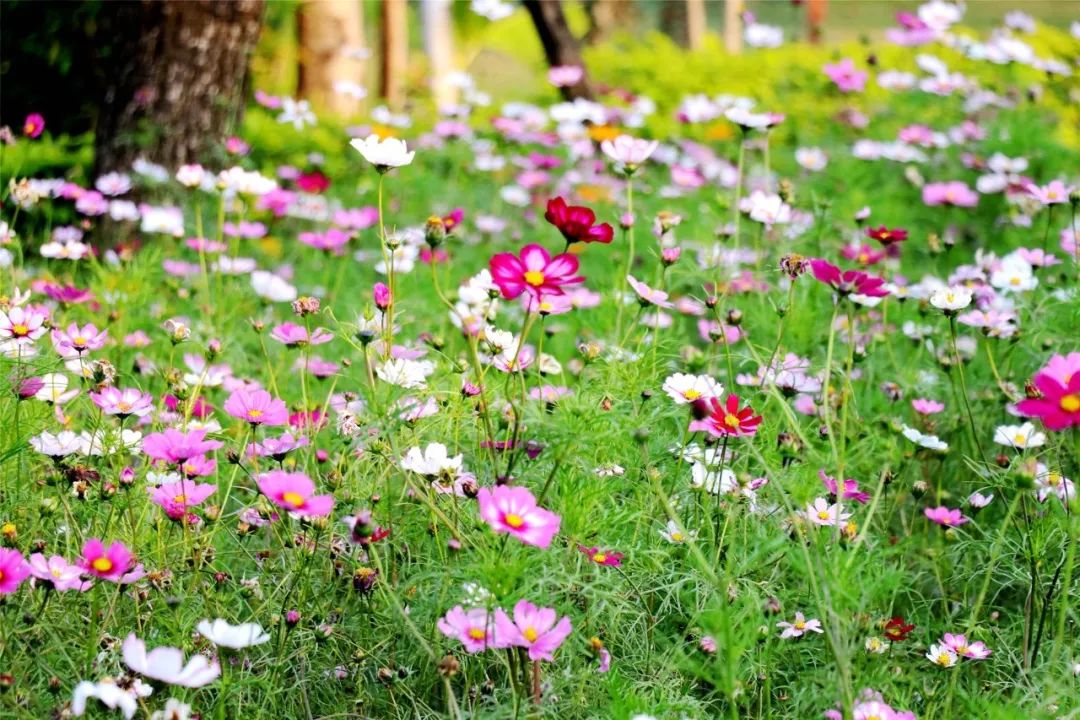 春暖花开美好终至我们把顺德的春天拍下来送给你