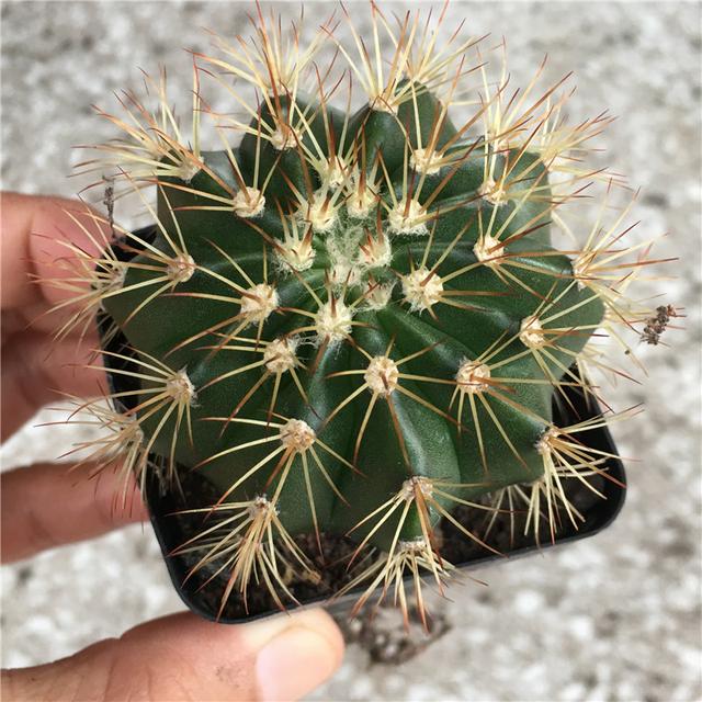 盆景仙人掌科多肉黄金云栽培与养护技术