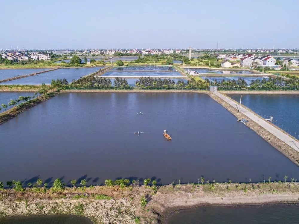 对虾放苗前做好这几个步骤关系着对虾养殖的成败