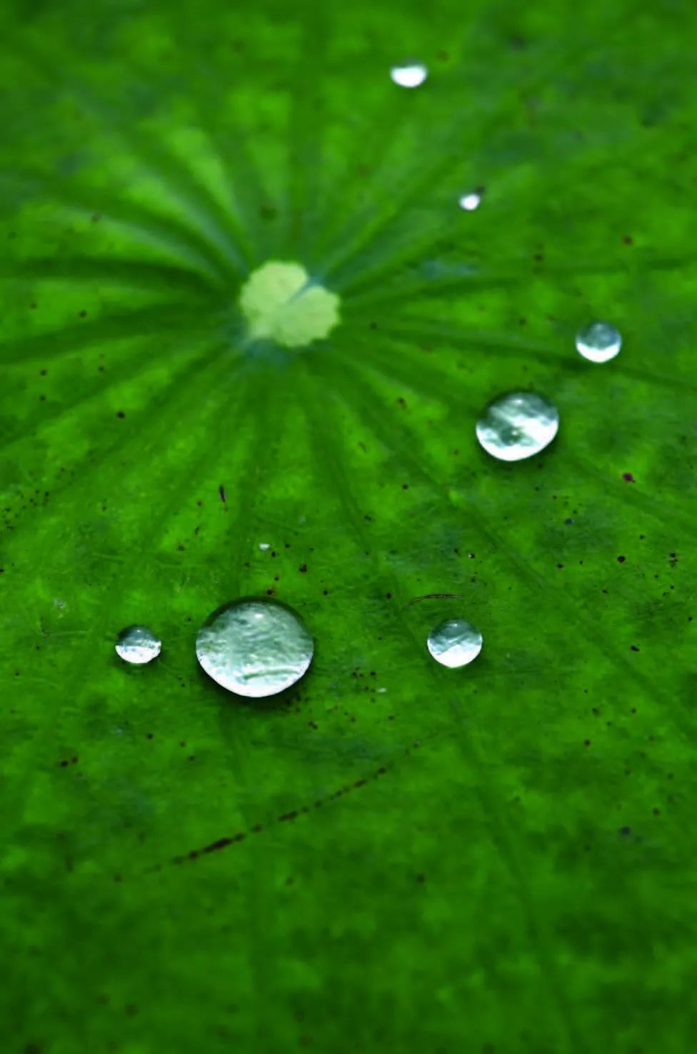 等春天到来,这些拍摄花卉的技巧,很有用!