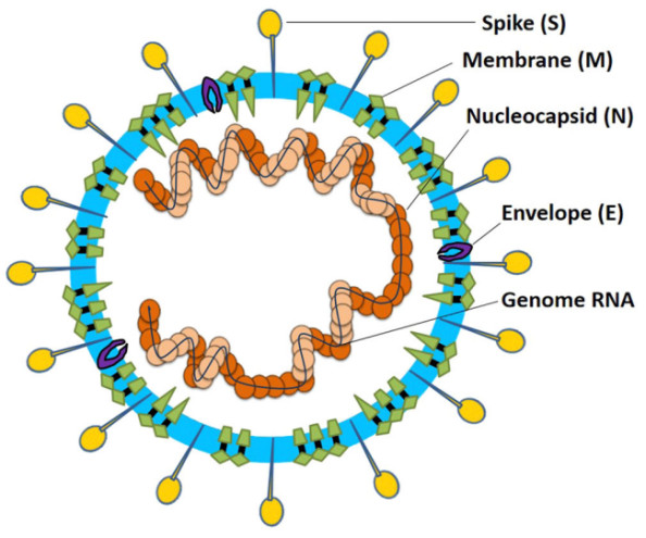 麻疹病毒结构图图片
