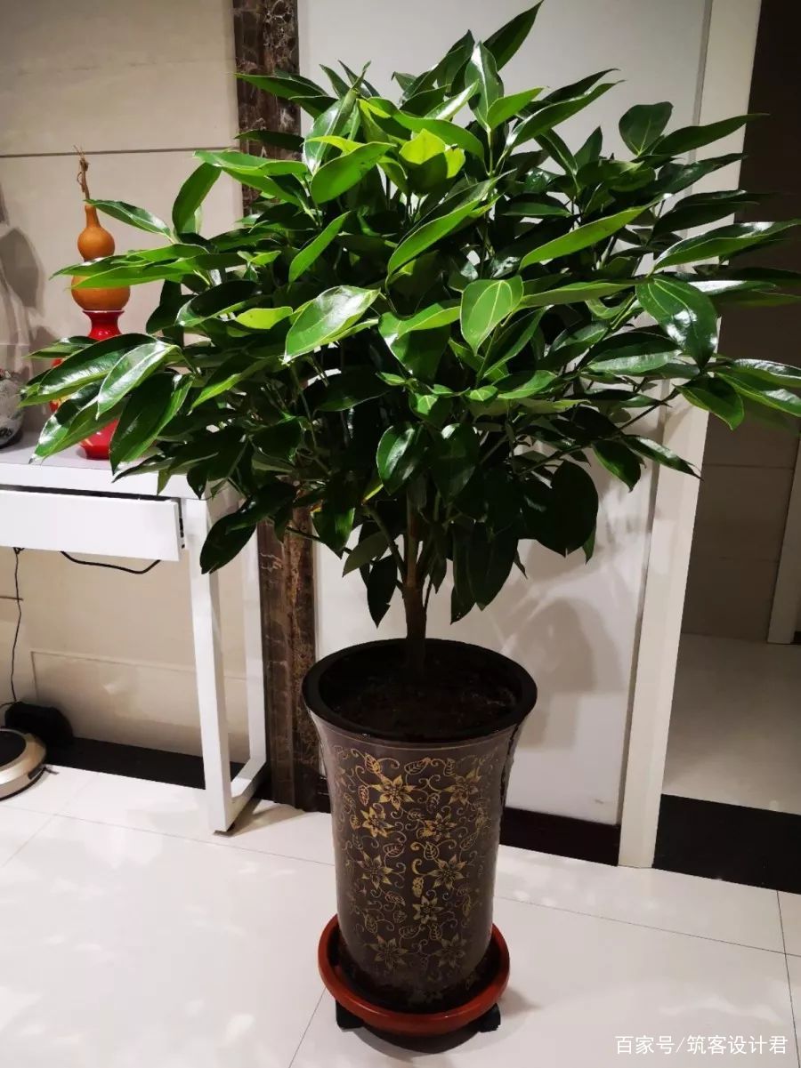 室内养棵健康树,杀菌去异味,空气清新身体好!_叶子