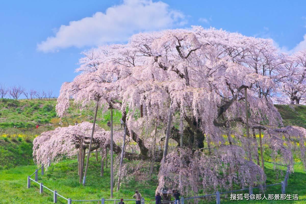 疫情结束后,去日本看千年樱花树「三春泷樱」