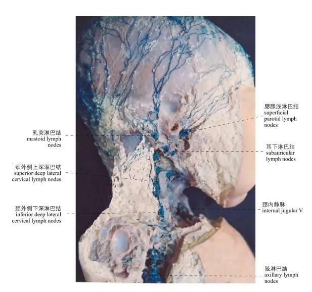 vessels and lymph nodes of the neck圖1-16 頭頸部神經(側面觀)