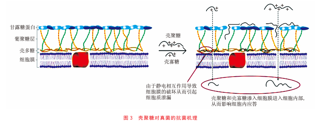 抗糖原理图片