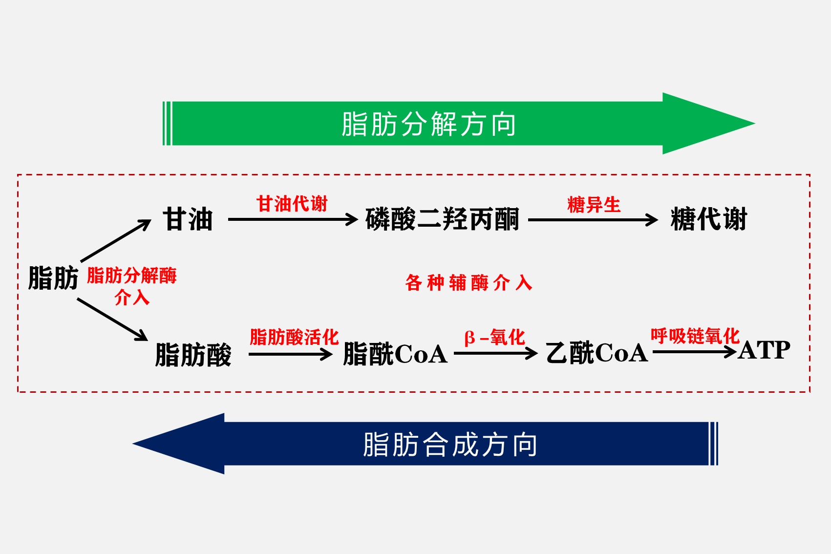老听健身大咖说,想减脂就得低碳水,你就不想知道它的原因吗?_脂肪