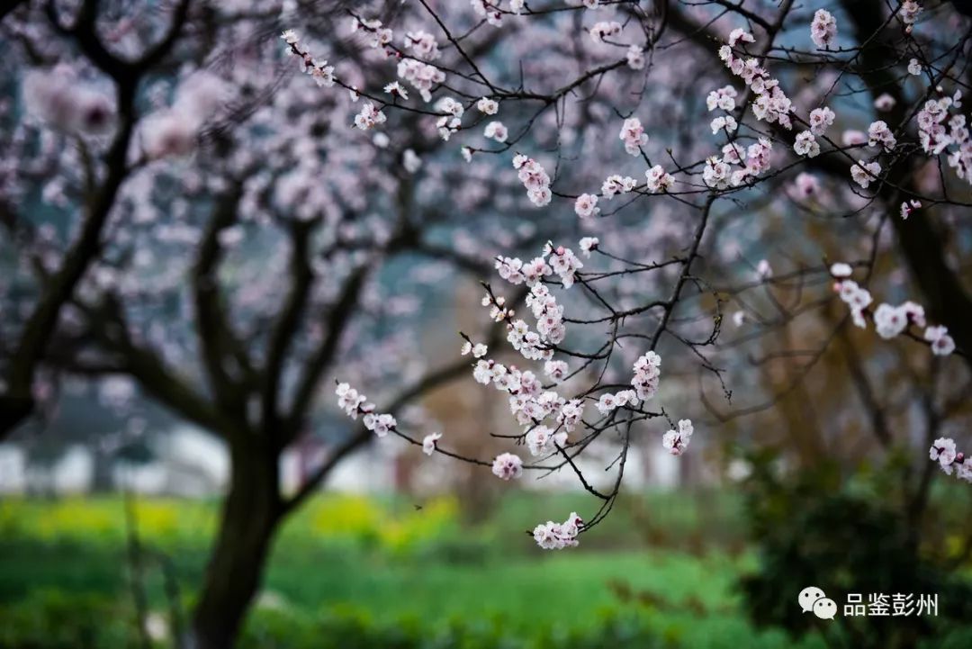 花漾初春