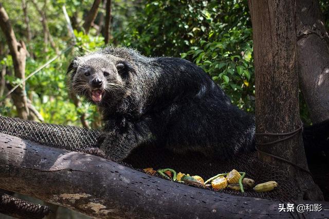 广西这23种国家一级重点保护野生动物你应该会知道