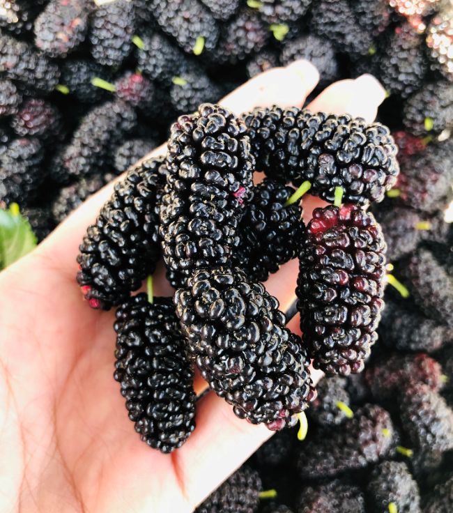 助农金灶桑葚销售受阻助农电商快速行动诚邀市民爱心助力