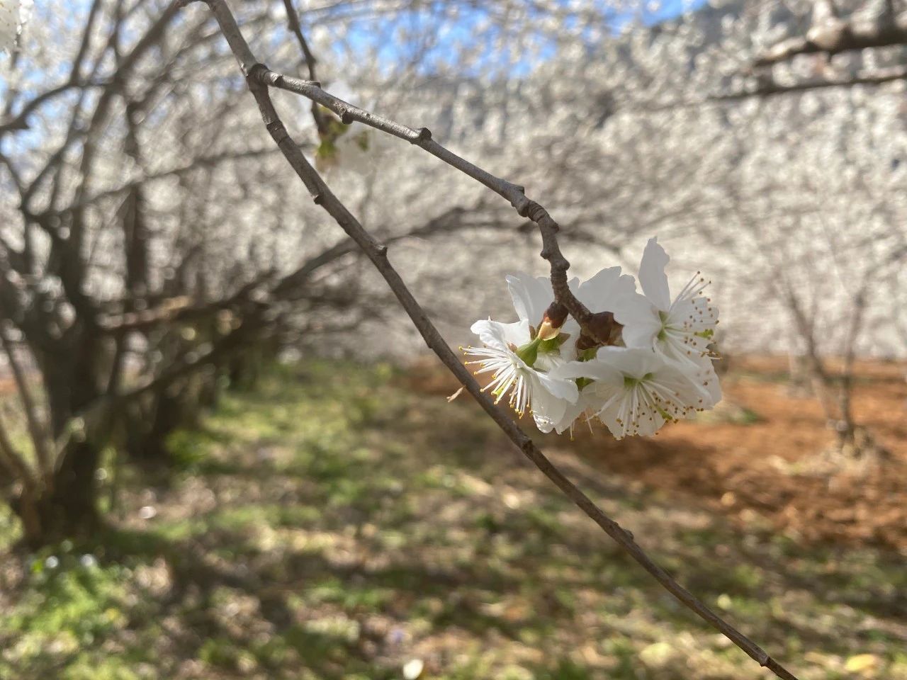 威宁县龙街镇龙河村樱桃花开白胜雪 竞相绽放逐春光