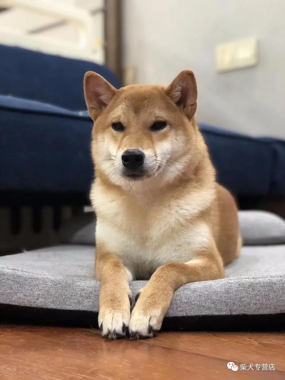 柴犬讨厌主人做的事情,你中招了吗?_狗狗