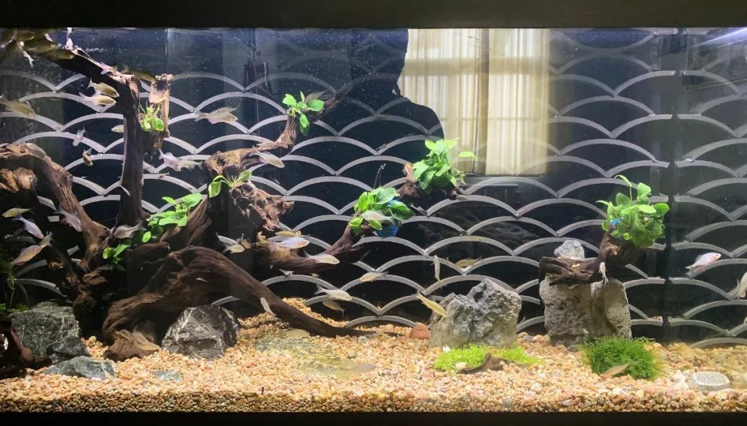 该不该给鱼缸清褐藻一个缺点让人不能接受