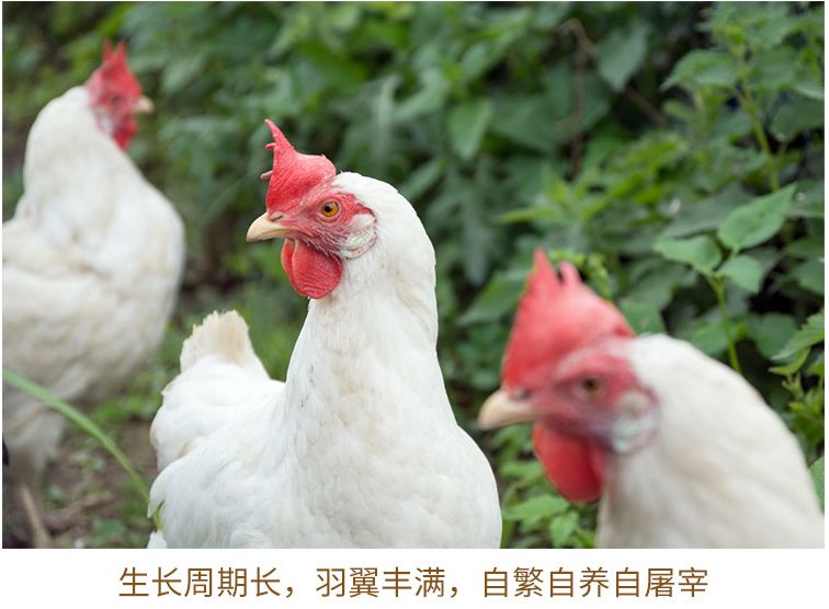 白羽鸡就是一种肉鸡,是从白洛克(或白温多得)中选育出来的,特点就是