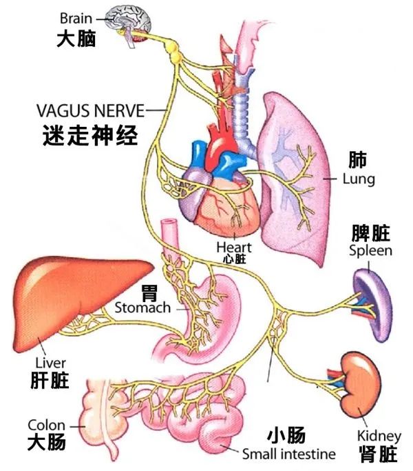 那其实在很多年前,我们人类又发现了一套新的神经系统,叫迷走神经.