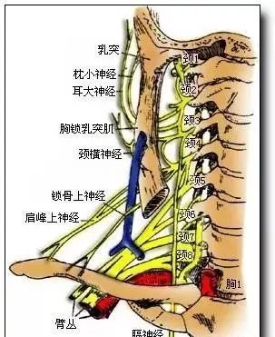 颈部神经根支配区域图图片