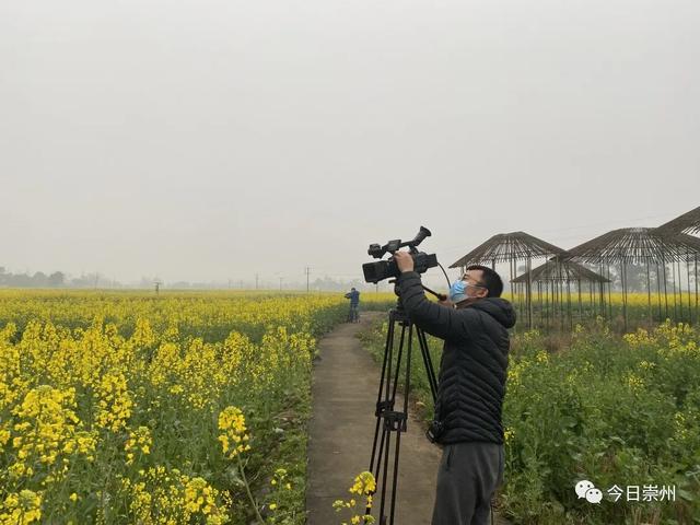 央视直播镜头锁定崇州油菜花海