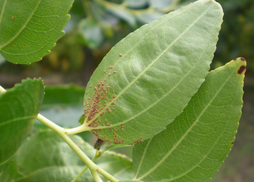枣树全年种植管理方案栽培修剪肥水病虫害坐枣药剂注意事项等