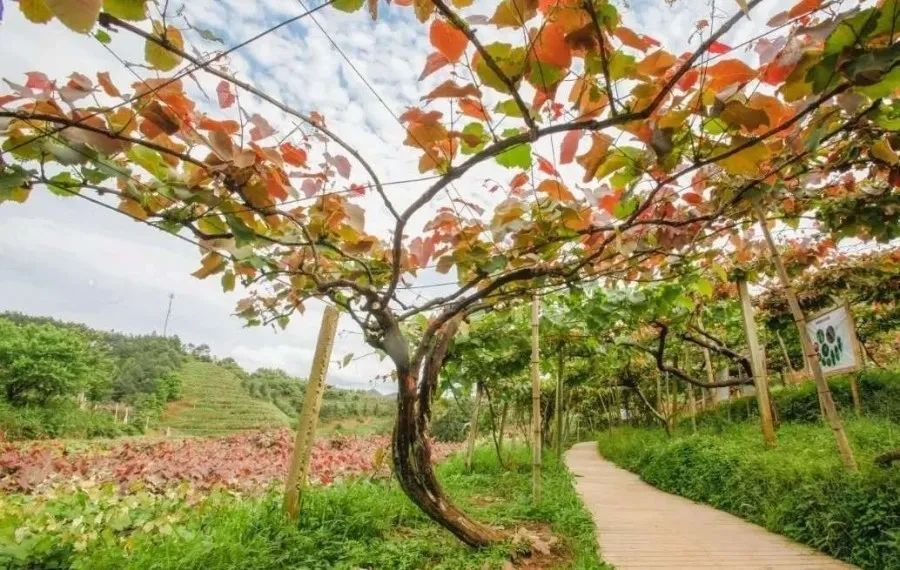 君子谷野果世界位于崇义县西部的罗霄山脉东南的森林腹地,距县城32