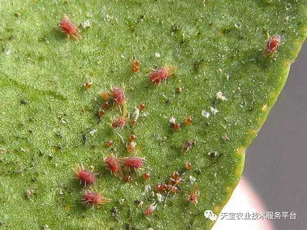 哒螨灵,丁醚脲,唑螨酯等,杀卵药剂可选用螺螨酯,乙螨唑,四螨嗪,索朗尼