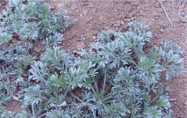 原创农村俗语三月茵陈四月蒿五月六月当柴烧说的啥意思呢