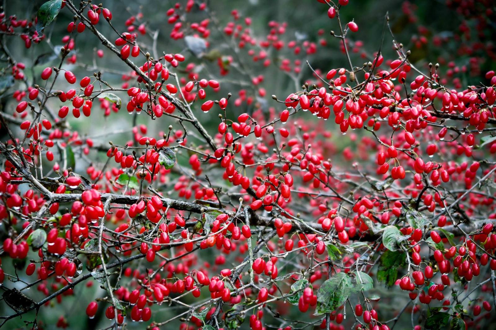山茱萸烘干工艺空气能热泵山茱萸烘干