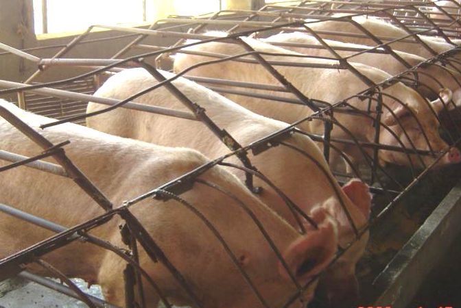 (图一)猪场驱虫了,但是效果不佳(如图一,图二,图三).