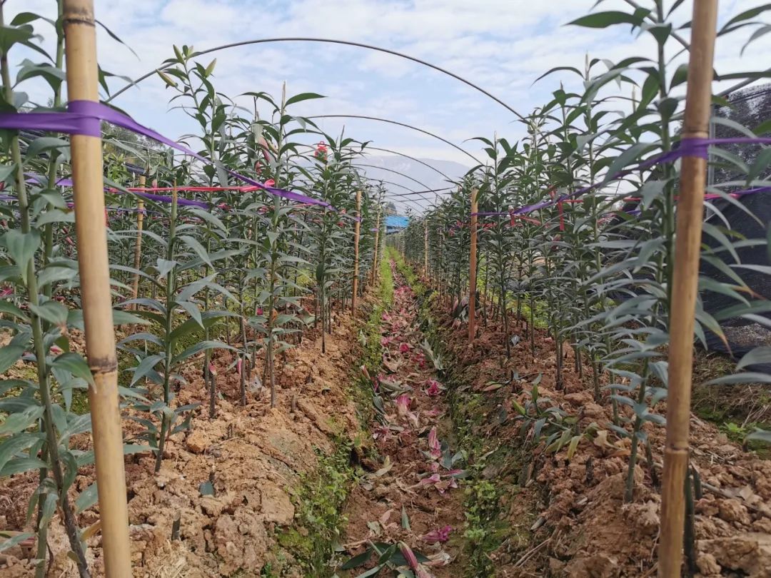 眼前这片180多亩超过100多万株百合花,是花农钟南添在去年种下的,总